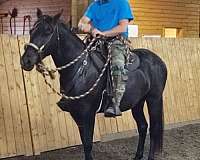 black-experienced-horse