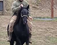 experienced-gelding