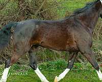 any-level-rider-dutch-warmblood-horse