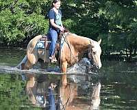 trail-horse-quarter