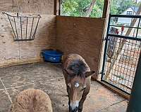auction-miniature-pony