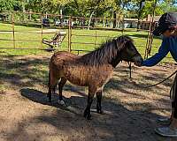 age-miniature-pony