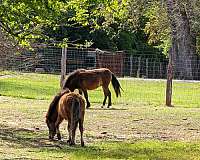 be-scratched-miniature-pony