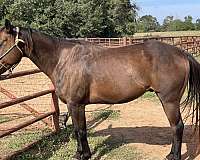 natural-horsemanship-training-paint-horse
