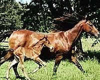 equitation-morgan-horse