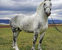 carriagehorse-percheron-horse