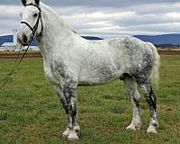 gelding-percheron-horse
