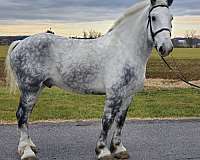 gray-percheron-horse