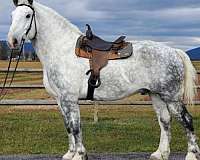 dapples-percheron-horse