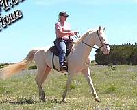 central-texas-missouri-fox-trotter-horse