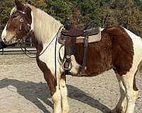 pinto-belgian-horse