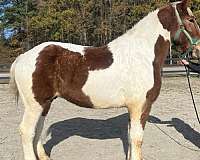 brown-white-horse