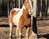 pinto-brown-white-horse