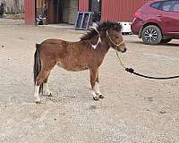 brown-pony-colt