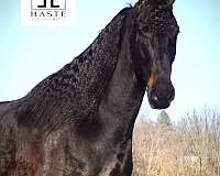 mules-friesian-horse