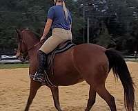 brave-haflinger-horse