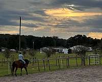 cross-rails-haflinger-horse