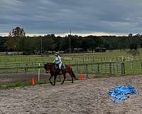 florida-haflinger-horse