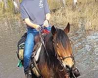 jumps-haflinger-horse