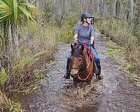 lunges-haflinger-horse