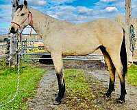 buckskin-ccps-horse