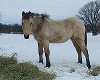 bred-connemara-pony