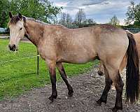 buckskin-ccps-horse