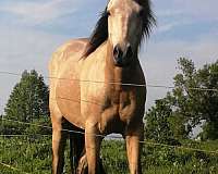 bred-connemara-pony