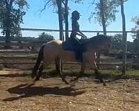 bred-to-connemara-pony
