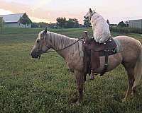 working-cattle-quarter-horse