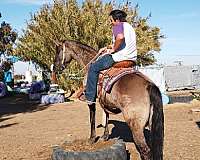 cattle-sorting-kentucky-mountain-horse