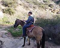 cattle-kentucky-mountain-horse