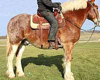 trail-riding-belgian-clydesdale-horse