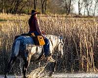 gaited-trail-horse-tennessee-walking