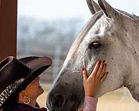 tricks-tennessee-walking-horse