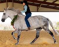 safe-tennessee-walking-horse