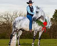 gentle-tennessee-walking-horse