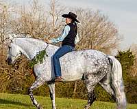 beginner-safe-tennessee-walking-horse