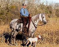 dream-horse-tennessee-walking