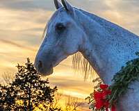 hunting-tennessee-walking-horse