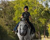 tennessee-walking-horse