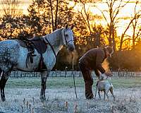 no-spook-tennessee-walking-horse