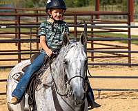 novice-rider-tennessee-walking-horse