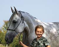 gun-safe-tennessee-walking-horse