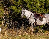 lessons-horse-tennessee-walking