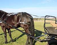 ridden-western-friesian-horse