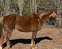 chestnut-white-pre-gelding