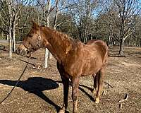 chestnut-white-pre-horse