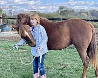 kid-safe-quarter-pony