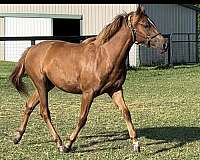 chestnut-quarter-pony-mare